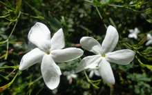 Load image into Gallery viewer, B. Golden - Honeysuckle Jasmine