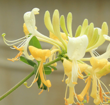 Load image into Gallery viewer, B. Golden - Honeysuckle Jasmine
